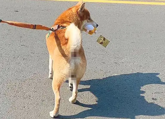 The carcasses of the Chai canine girls are in ruins