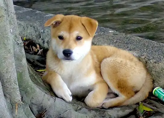 Ten years have passed, and my Chinese dog is waiting for me to come home
