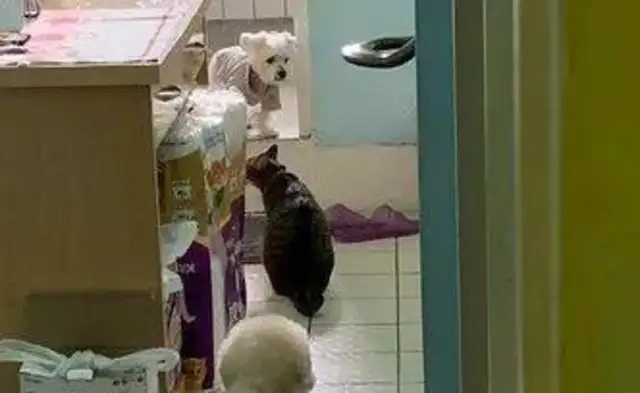 The dog suddenly got demented, and the other kids at home were crying. Contents