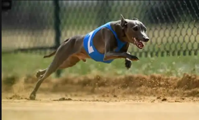 What's the point of taking a dog to a long-distance car, and a pet to the wind