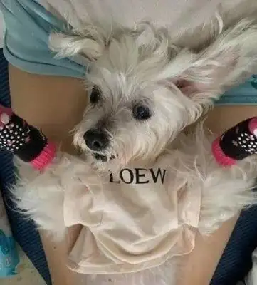 The dog suddenly got demented, and the other kids at home were crying. Contents