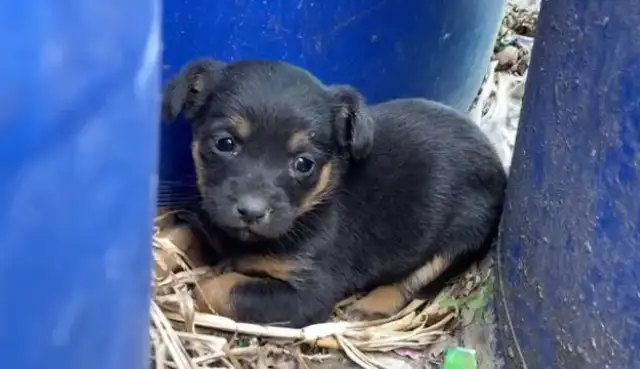 I'm a little milk dog in a garbage can