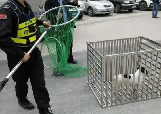 A big net, a pair of long gloves... ..the Kowloon P.D.P.D. fights the dog fight