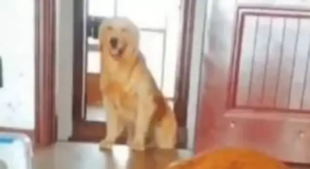 The dog heard the master say he's going to kill the dog, and the dog ran into the kitchen to get the knife. Stay