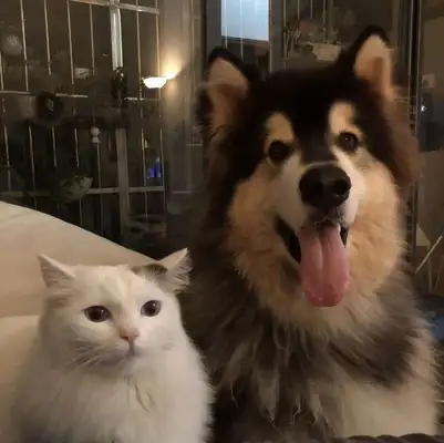 What kind of experience are cats and dogs