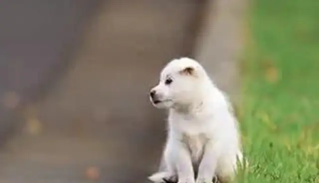 What if the dog doesn't know the manners? Teach you to train dogs to be polite