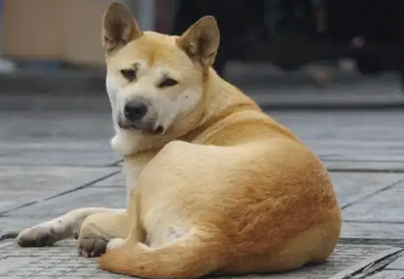Ten years have passed, and my Chinese dog is waiting for me to come home