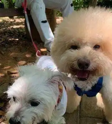 The dog suddenly got demented, and the other kids at home were crying. Contents