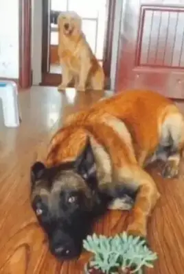The dog heard the master say he's going to kill the dog, and the dog ran into the kitchen to get the knife. Stay