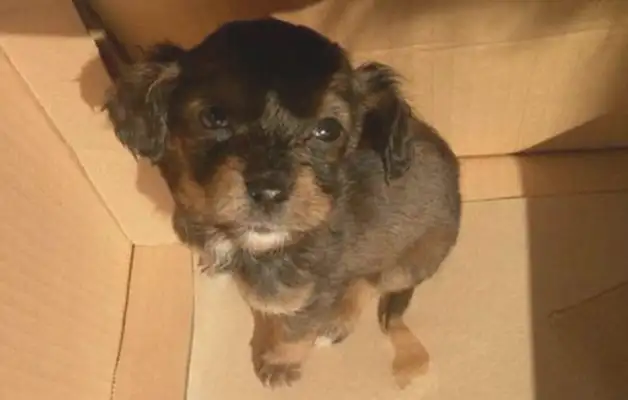 The little dog was left on the street in the middle of the winter and saw the little guy's eyes
