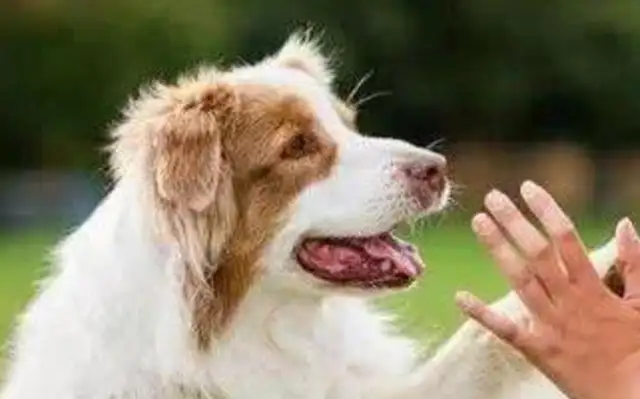 What if the dog doesn't know the manners? Teach you to train dogs to be polite