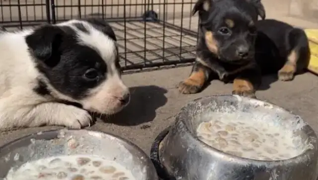 I'm a little milk dog in a garbage can