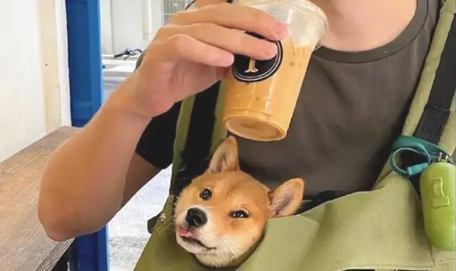 The master is drinking soda, and the dog wants to drink it