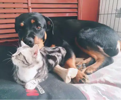 What kind of experience are cats and dogs