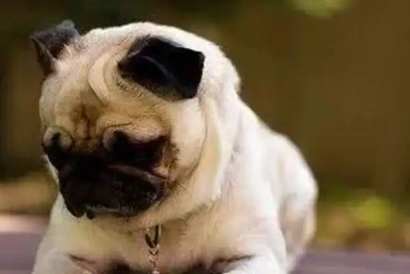 What if the dog doesn't know the manners? Teach you to train dogs to be polite