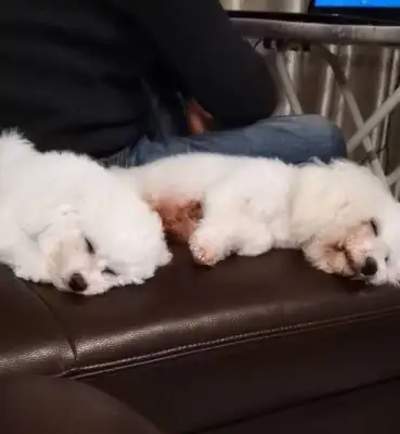 Two bear-dogs who cannot be separated from their master, and will not grow on their master