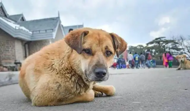 The stray dog broke into the mall, and the security guard, instead of being violent, compiled it into a maintenance dog