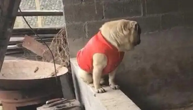 Dogs go back to the countryside to look at the pigs' rings, make the pigs panic