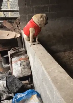 Dogs go back to the countryside to look at the pigs' rings, make the pigs panic