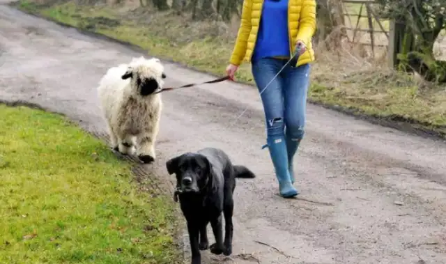 This sheep has lived with dogs since he was a child