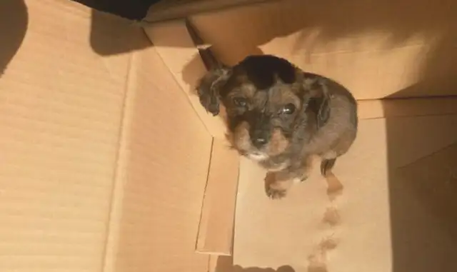 The little dog was left on the street in the middle of the winter and saw the little guy's eyes