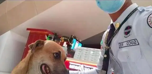 The stray dog broke into the mall, and the security guard, instead of being violent, compiled it into a maintenance dog