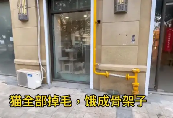 It's cruel. The owner of the pet store left the cat and dog to starve to death