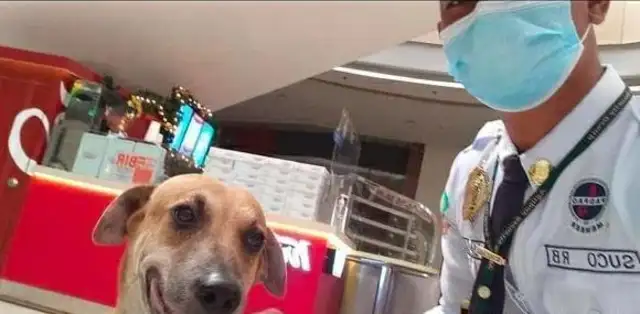 The stray dog broke into the mall, and the security guard, instead of being violent, compiled it into a maintenance dog
