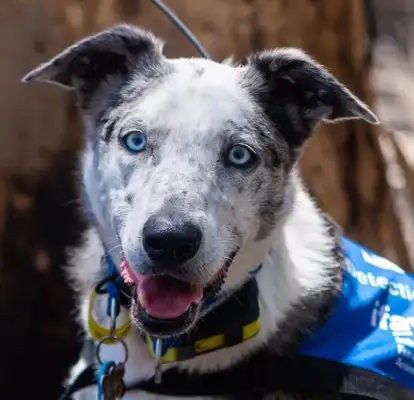 The fires are still burning in Australia, and these hero dogs are on their way to save lives