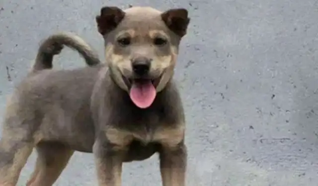 Squirty dogs are being bullied by geese