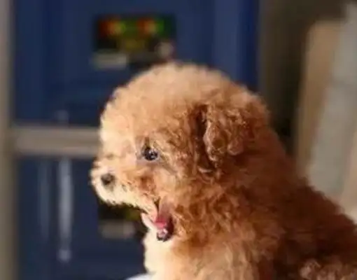 What if the dog doesn't know the manners? Teach you to train dogs to be polite