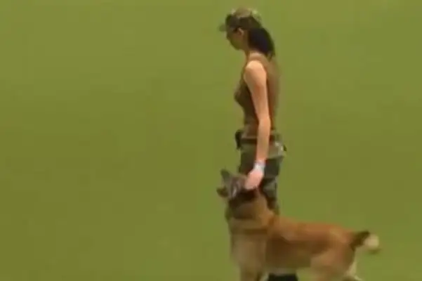 An army dog marches, and the next funny scene happens, and the next thing you know, you walk