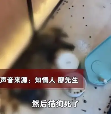 It's cruel. The owner of the pet store left the cat and dog to starve to death