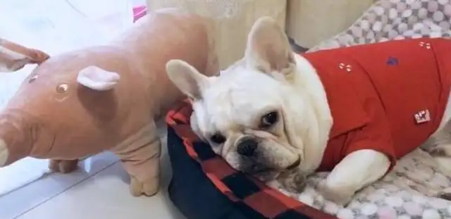Bulldogs can't get out. It's cold out there