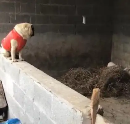 Dogs go back to the countryside to look at the pigs' rings, make the pigs panic