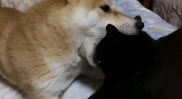 The dog doesn't take the cat back, he's playing the cat every day