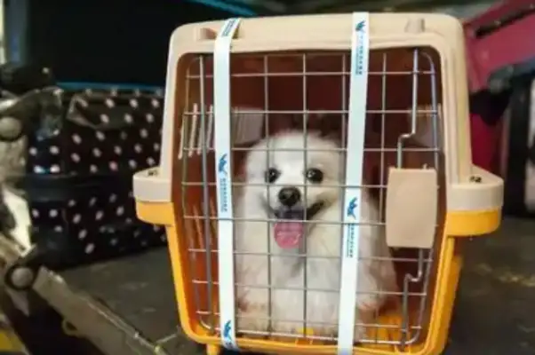 The dog had died in cross-border shipment, and the owner had claimed over $160,000