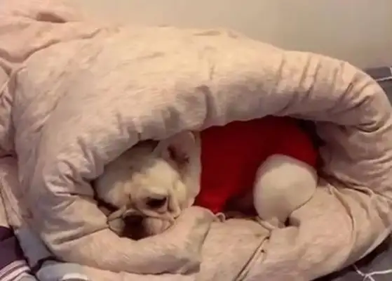 Bulldogs can't get out. It's cold out there
