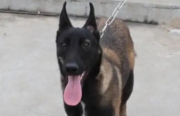 Four-year-old boy dragged his dog and got 17 bites on his head