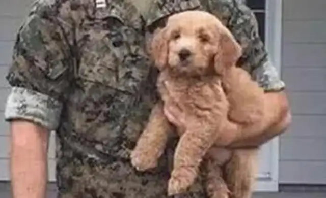 The boy gave his girlfriend a gift, Teddy, and he came home after two years as a soldier