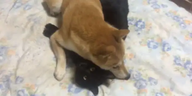 The dog doesn't take the cat back, he's playing the cat every day