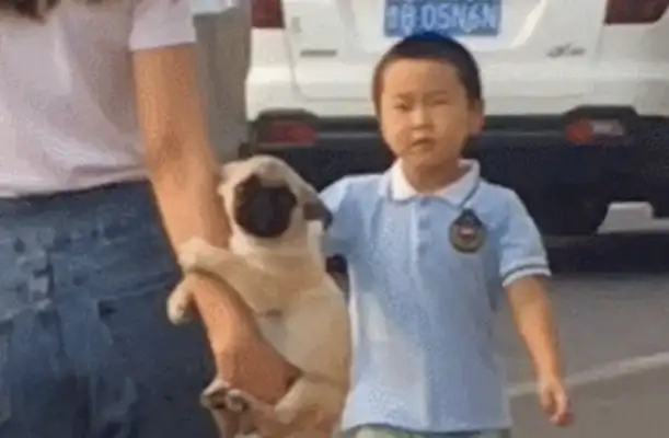 The girl put the dog on her arm, like a real leather bag. It's hard to walk a dog