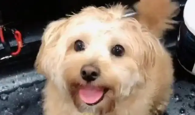 The good-for-nothing stray dog, who fed him, kept him at home in front of the good people
