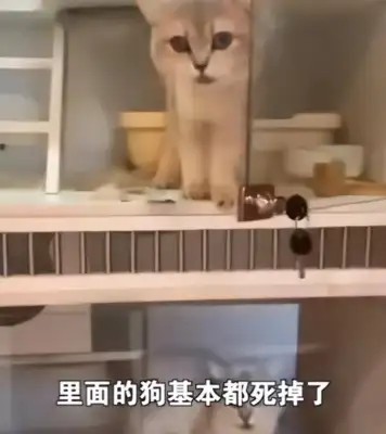 It's cruel. The owner of the pet store left the cat and dog to starve to death