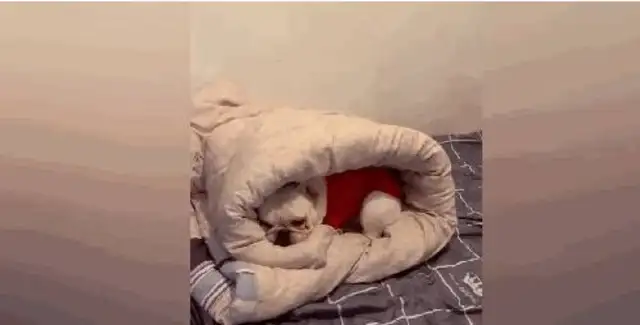 Bulldogs can't get out. It's cold out there