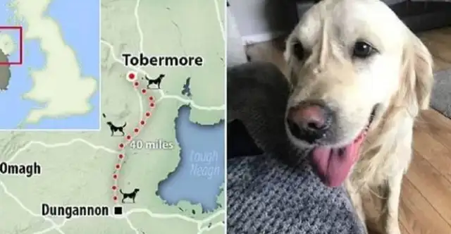 go home with the new owner and escape. goldhounds cross 64km to their old home