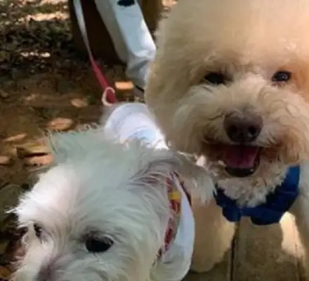 Sixteen-year-old doggy dementia, remember when the master said go to the bathroom and shit, and then forget how to get out