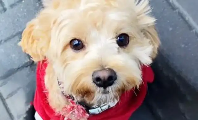 The good-for-nothing stray dog, who fed him, kept him at home in front of the good people