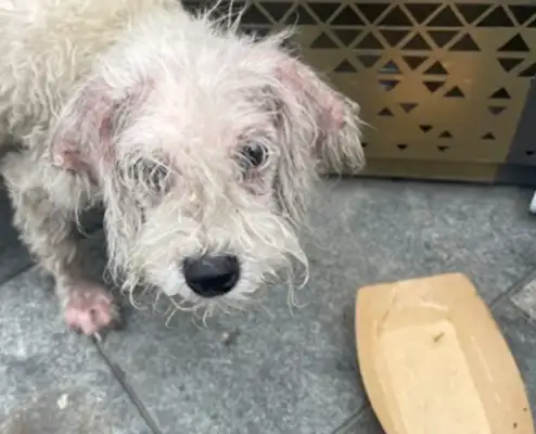 A stray dog on Chengdu Chun Hee's way, who's being rejected for sickness and is sore