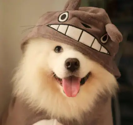 Does Sam have to feed the dog